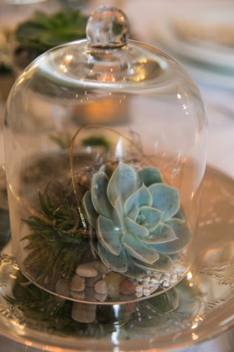 Terrarium Decor